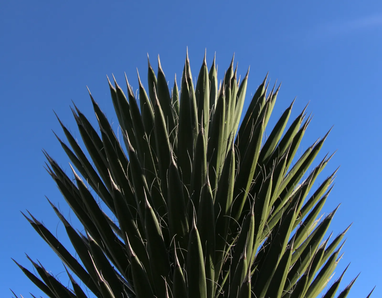 Palma China Yucca (Yucca Decipiens) — Always advise clients to handle with care and possibly consider child-safe planting if relevant