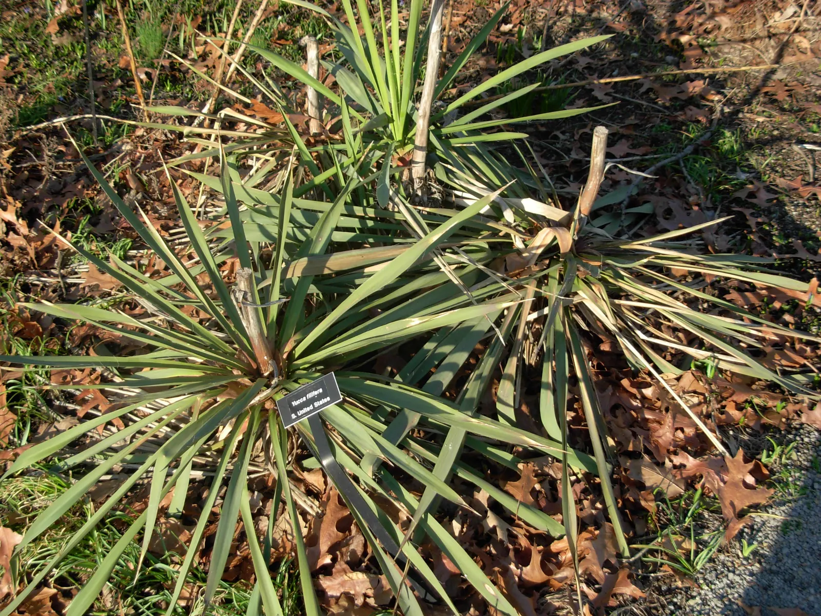 Palma China Yucca (Yucca Decipiens) — Native to Mexico's semi-arid regions; this magnificent specimen is renowned for its clean lines and robust nature