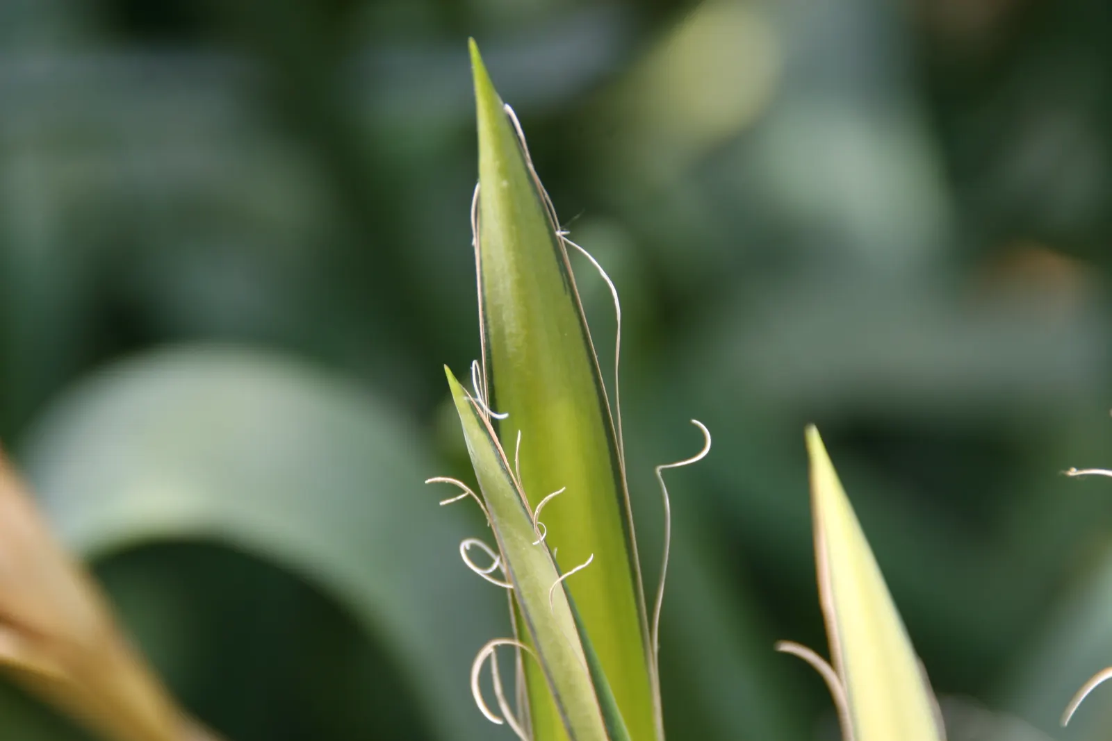 Palma China Yucca (Yucca Decipiens) — When incorporating into a landscape; is an architecturally striking plant ideal for a xeriscape or a modern minimalist