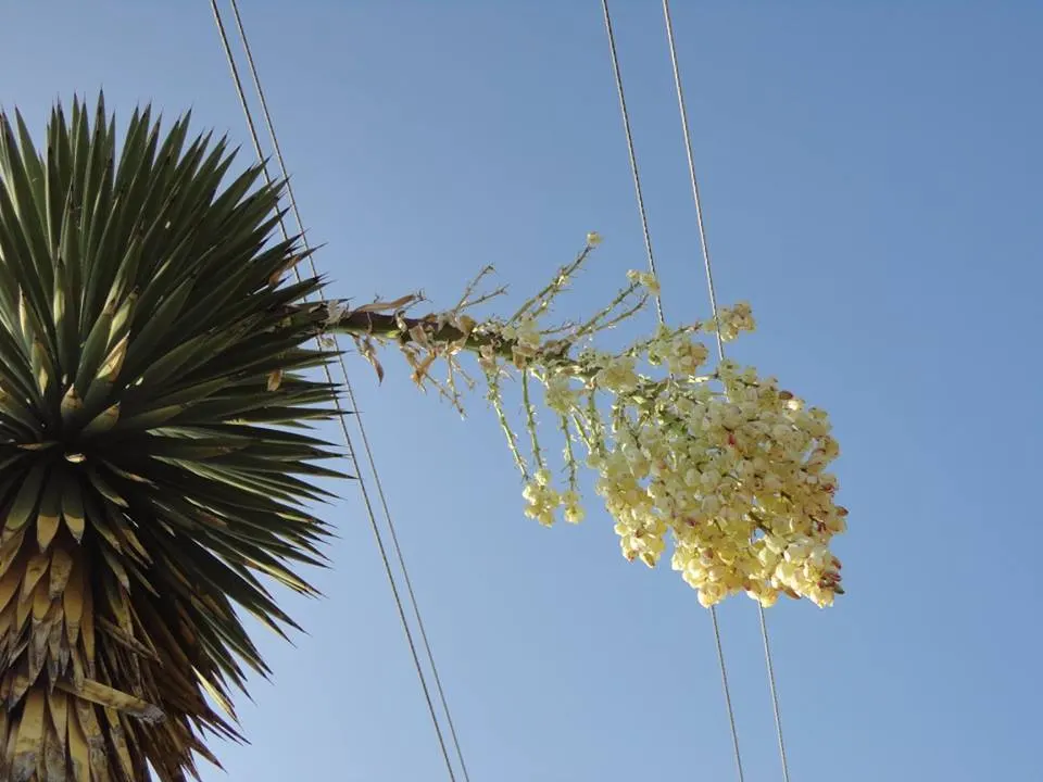 Palma China Yucca (Yucca Decipiens) — This desert native features stiff, blue-green leaves and towering spikes of white flowers in summer; it is