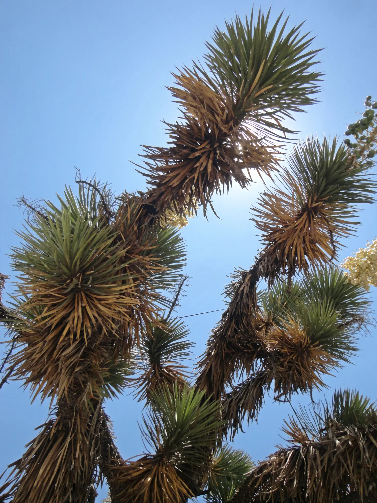 Palma China Yucca (Yucca Decipiens) — Ideal for xeriscapes, it provides architectural interest and requires minimal maintenance