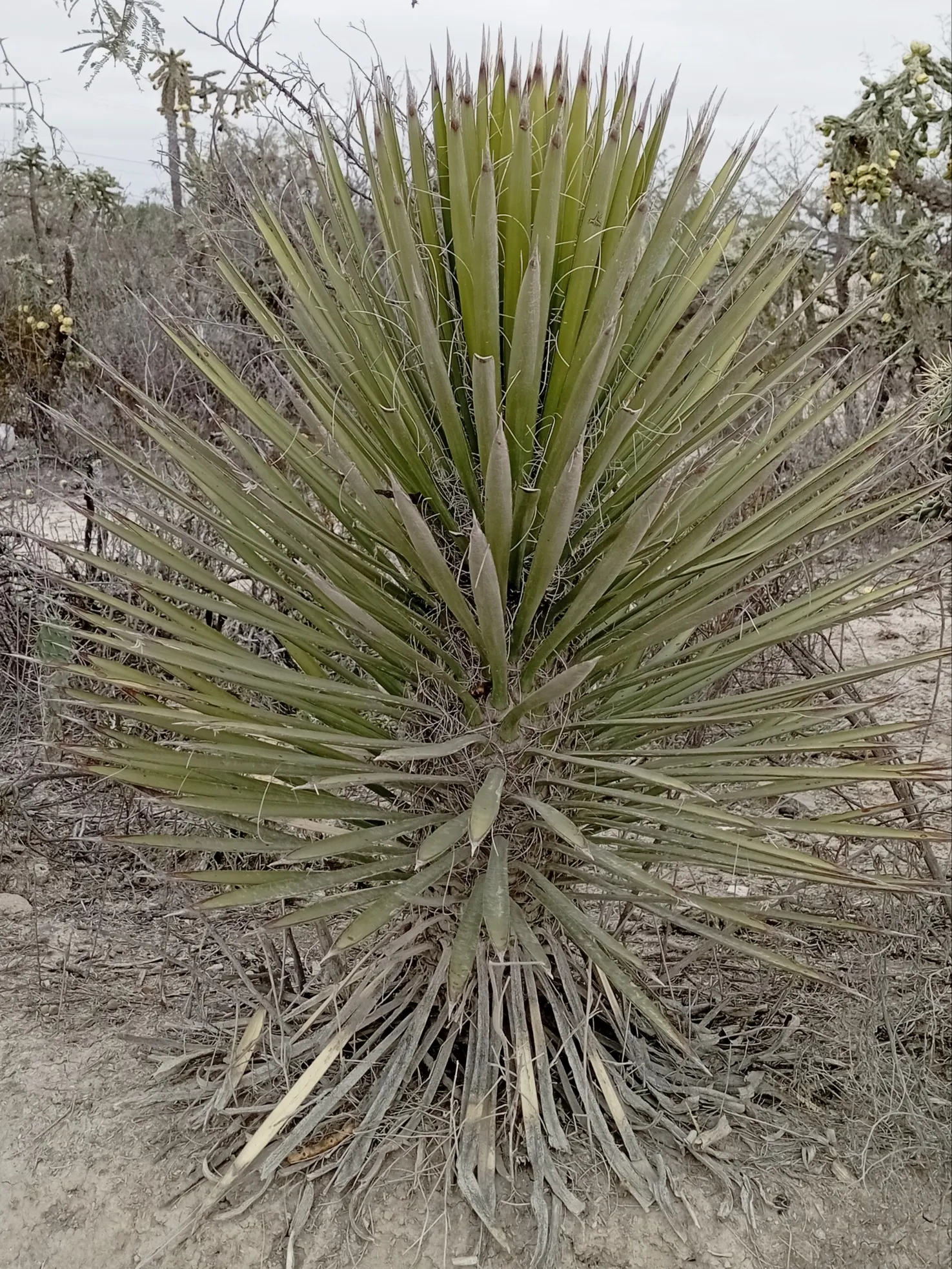 Palma China Yucca (Yucca Decipiens) — making it a low-maintenance option for designers seeking to add impact with minimal upkeep