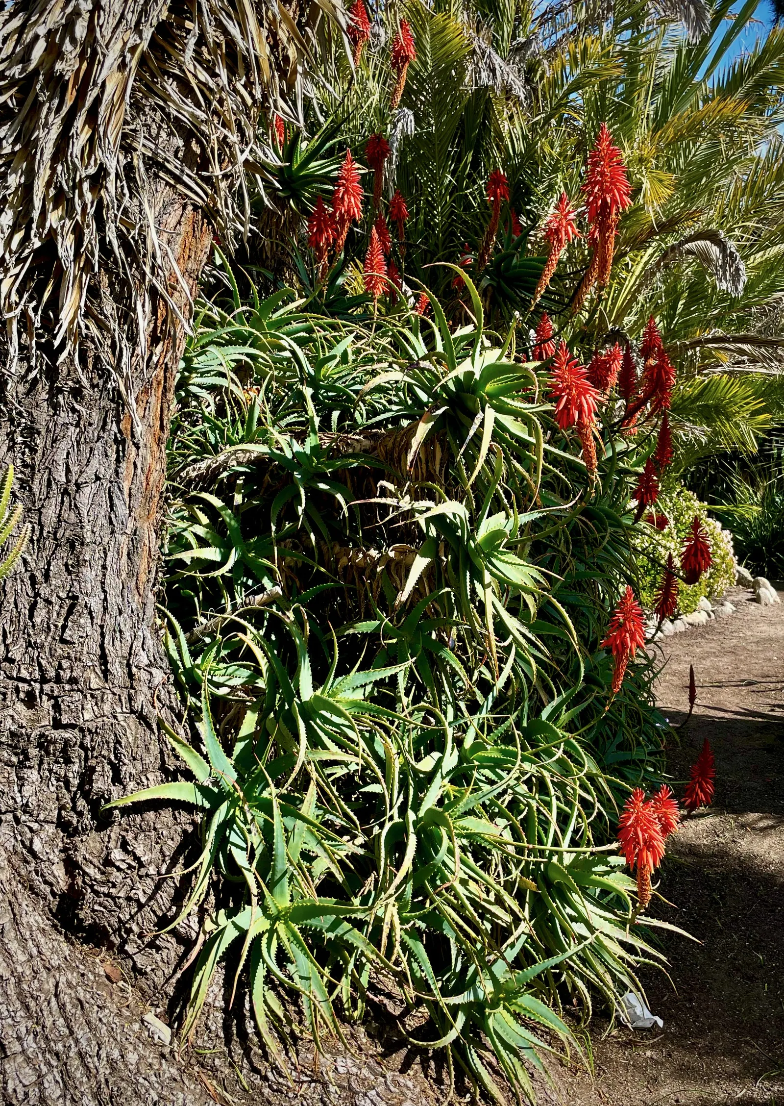 Palma China Yucca (Yucca Decipiens) — is an architecturally striking plant ideal for a xeriscape or a modern minimalist garden