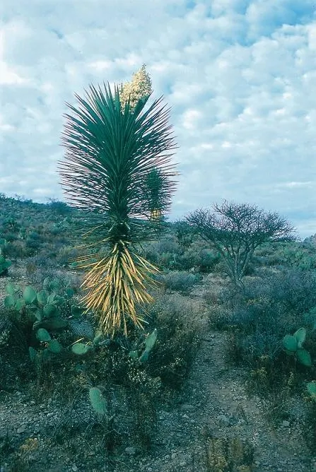 Palma China Yucca (Yucca Decipiens) — It can reach heights of 6-12 feet and spreads about 3-6 feet wide