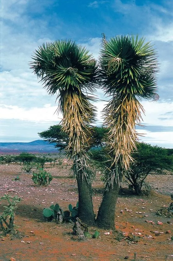 Palma China Yucca (Yucca Decipiens) — adds an exotic touch to the landscape with its sharp; it thrives in USDA hardiness zones 9 to 11.<br><br>Exhibiting a