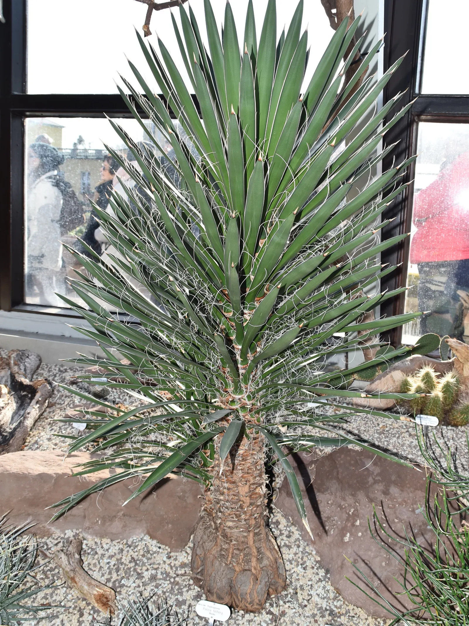 Palma China Yucca (Yucca Decipiens) — flexible texture.<br><br>When mature