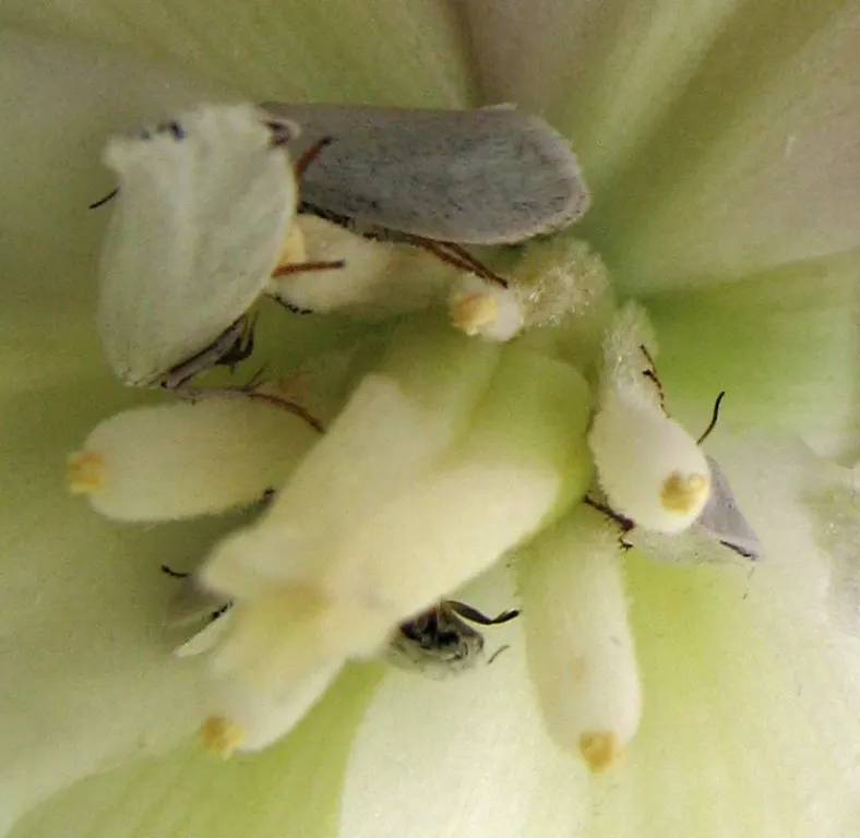 Palma China Yucca (Yucca Decipiens) — making it a low-maintenance option for designers seeking to add impact with minimal upkeep; succulent for full
