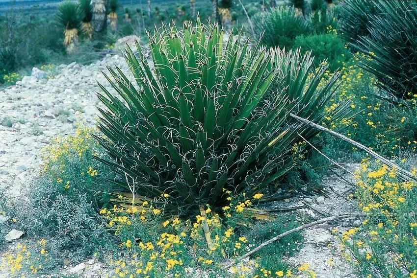 Palma China Yucca (Yucca Decipiens) — commonly known as Palma China Yucca; adds an exotic touch to the landscape with its sharp