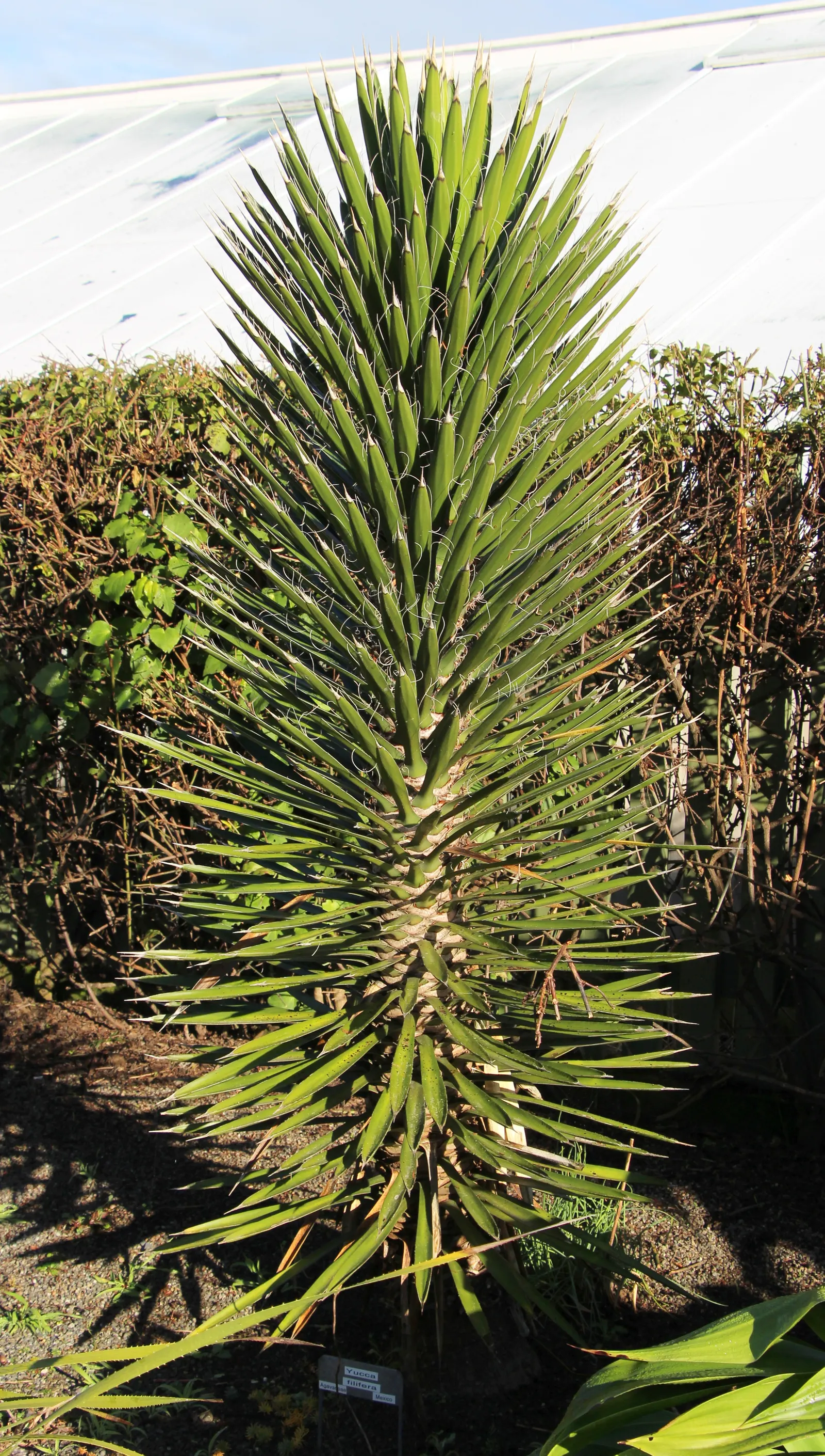 Palma China Yucca (Yucca Decipiens) — taking care to place it away from high-traffic areas due to its sharp leaves
