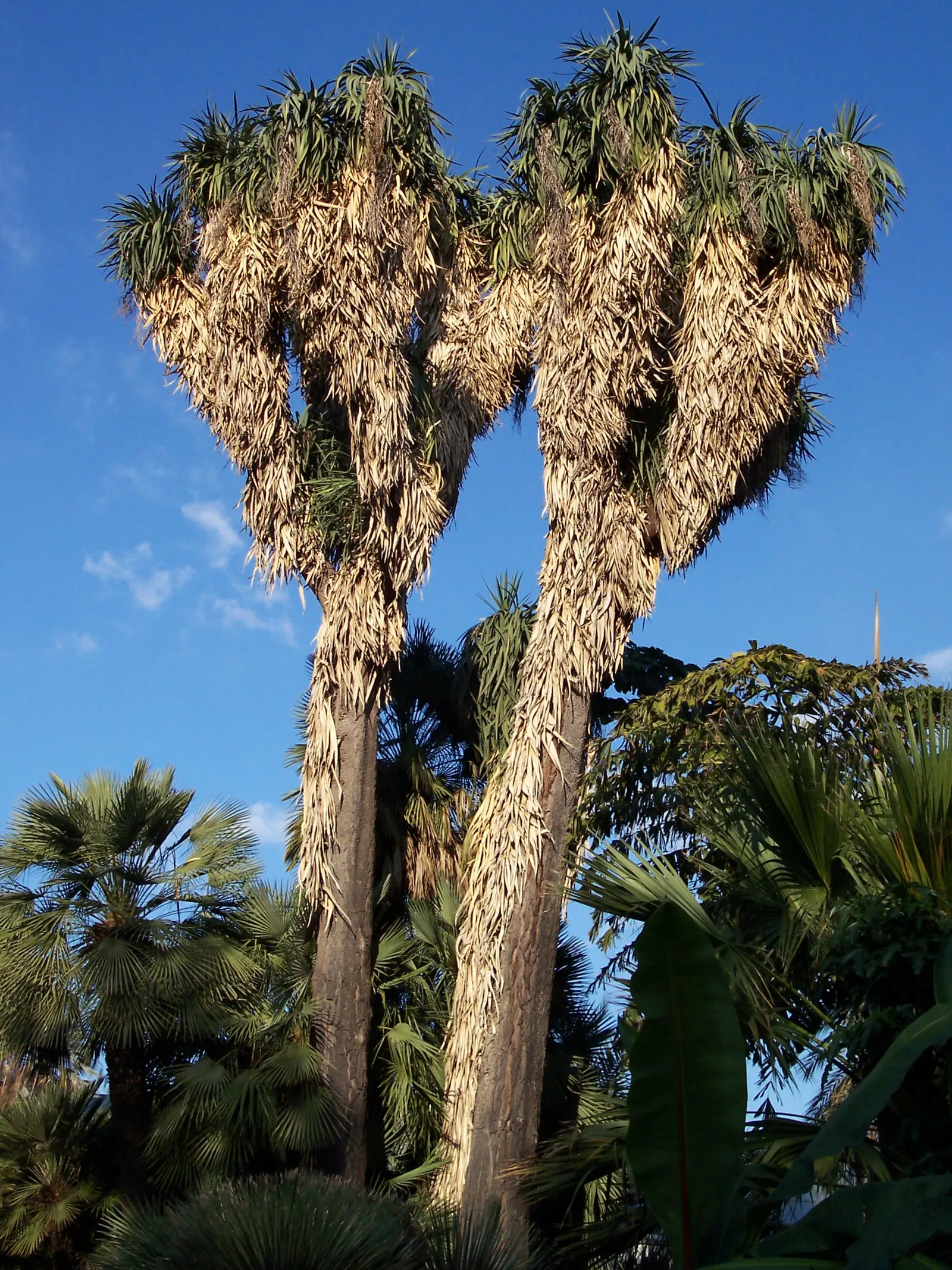 Palma China Yucca (Yucca Decipiens) — consider positioning it as a focal point or in groups for dramatic effect; flexible texture.<br><br>When mature