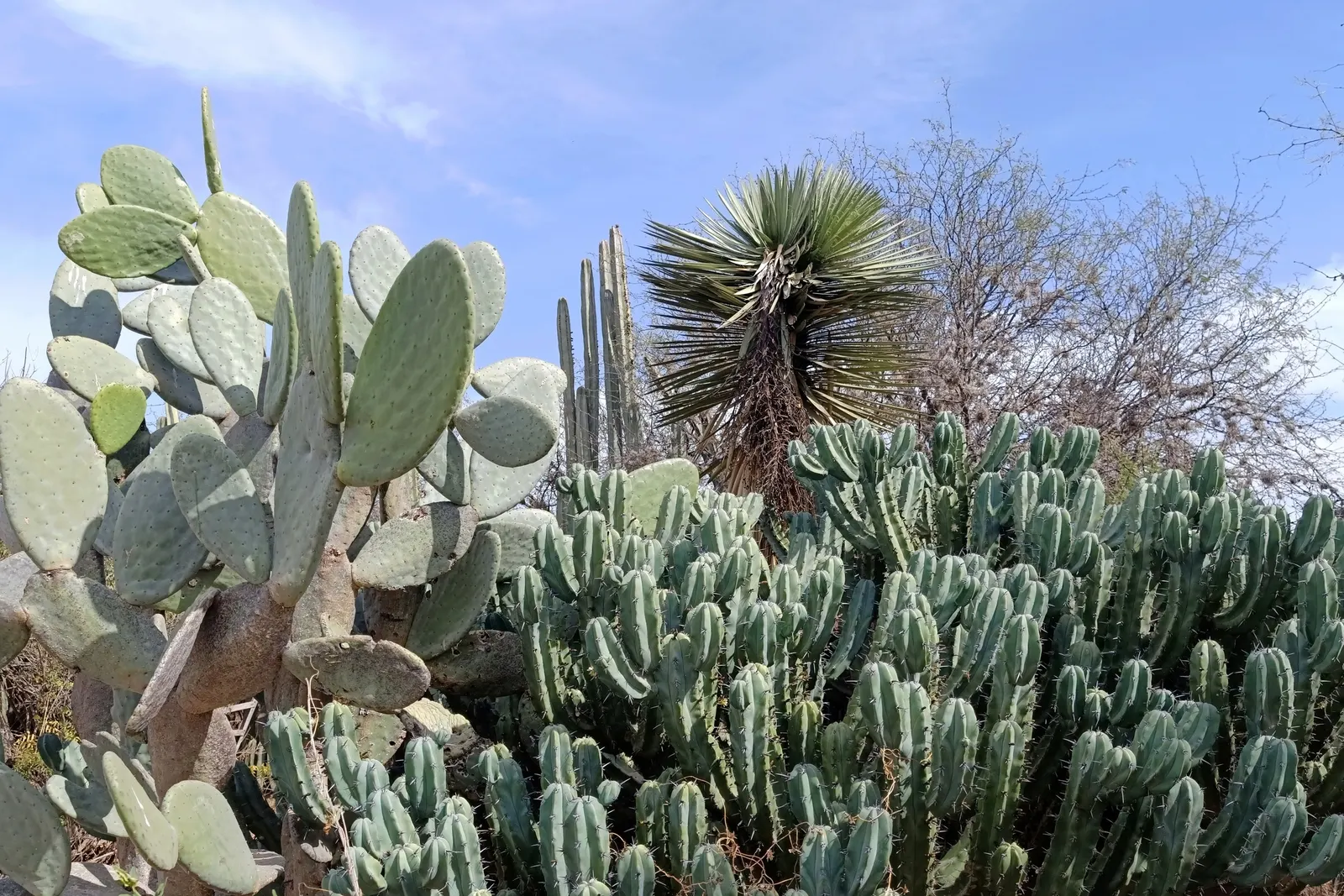 Palma China Yucca (Yucca Decipiens) — it thrives in USDA hardiness zones 9 to 11.<br><br>Exhibiting a bold rosette of sword-shaped leaves