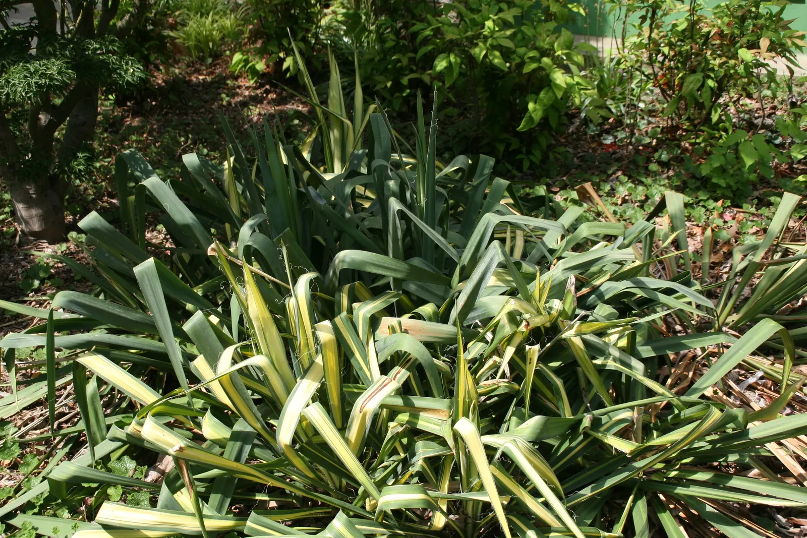 Palma China Yucca (Yucca Decipiens) — It is drought-tolerant once established; making it a low-maintenance option for designers seeking to add impact with