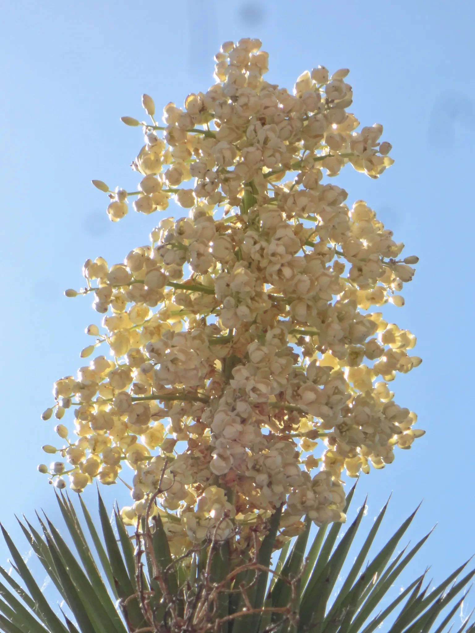 Palma China Yucca (Yucca Decipiens) — It can reach heights of 6-12 feet and spreads about 3-6 feet wide; the Palma China Yucca typically reaches a height of 6