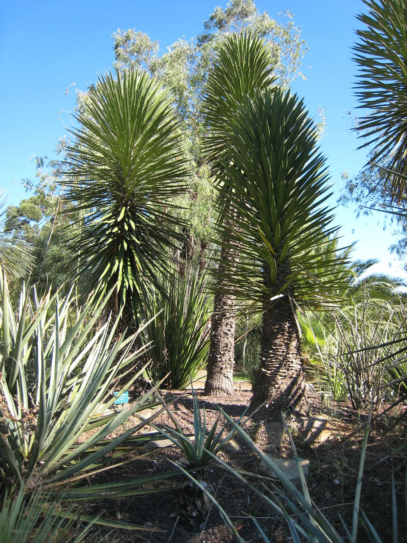 Palma China Yucca (Yucca Decipiens) — Yucca decipiens, or Palma China Yucca, is an evergreen perennial with a striking appearance; yucca requires minimal