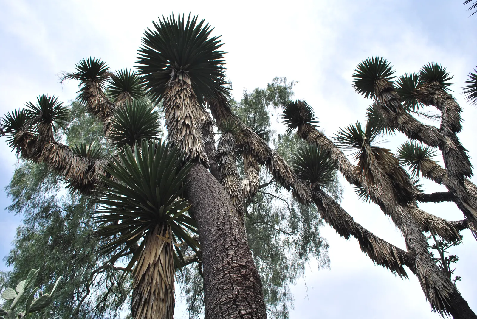 Palma China Yucca (Yucca Decipiens) — is an architecturally striking plant ideal for a xeriscape or a modern minimalist garden; when incorporating into a
