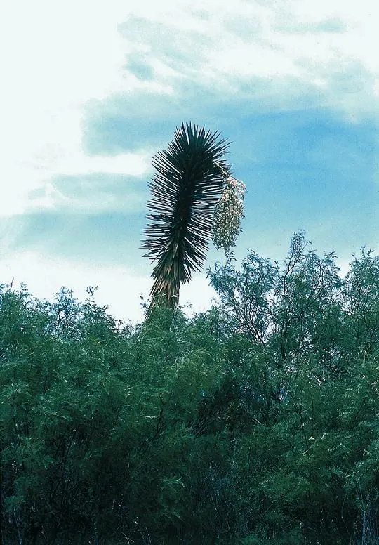Palma China Yucca (Yucca Decipiens) — usually after several years; white flowers in the garden