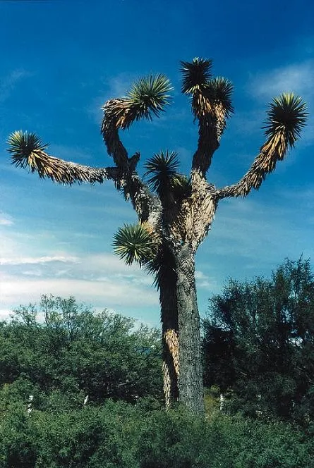 Palma China Yucca (Yucca Decipiens) — Native to Mexico's semi-arid regions
