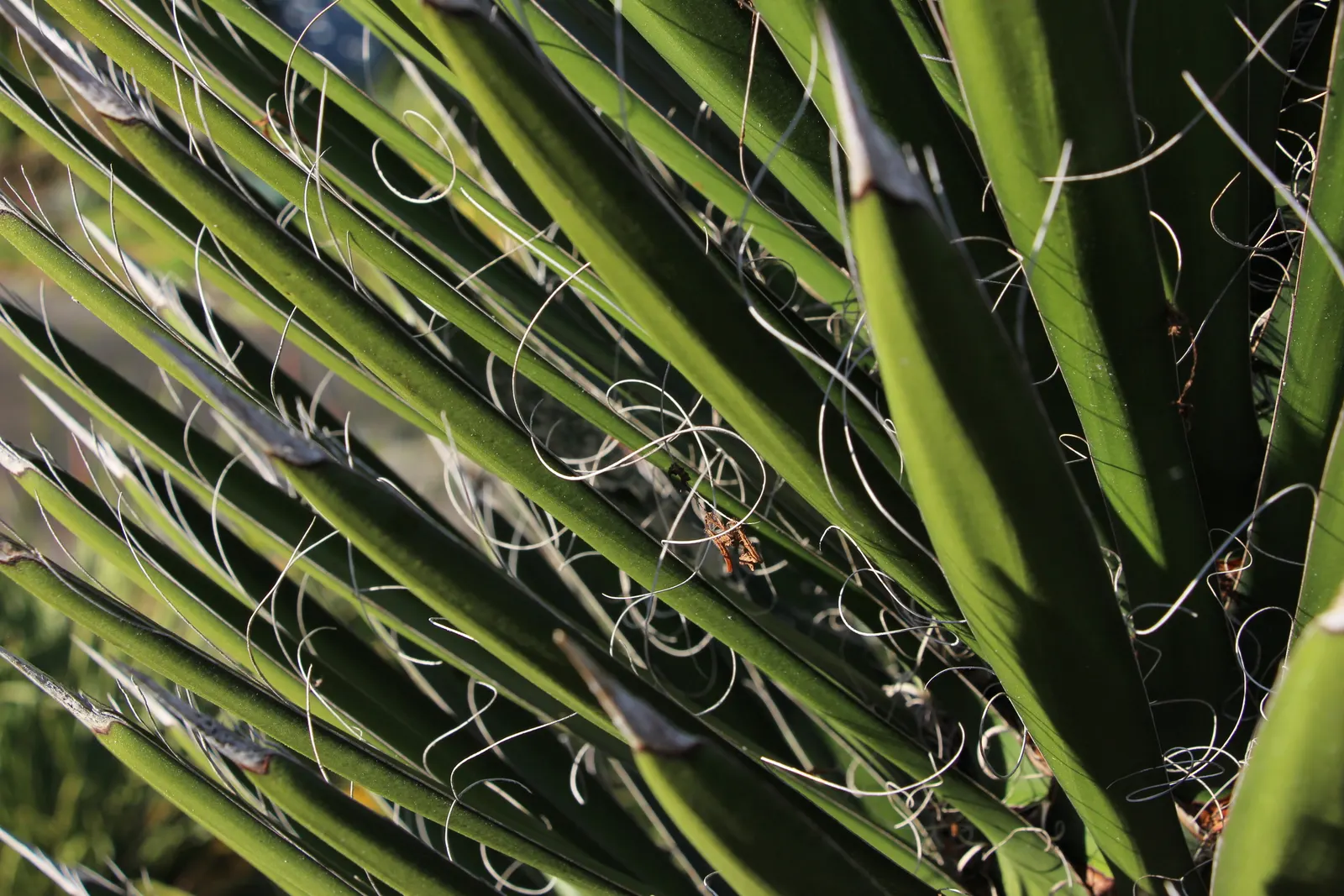 Palma China Yucca (Yucca Decipiens) — This desert native features stiff, blue-green leaves and towering spikes of white flowers in summer