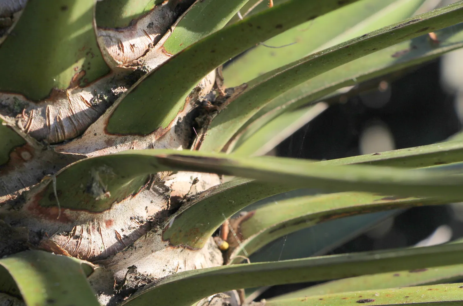 Palma China Yucca (Yucca Decipiens) — consider positioning it as a focal point or in groups for dramatic effect