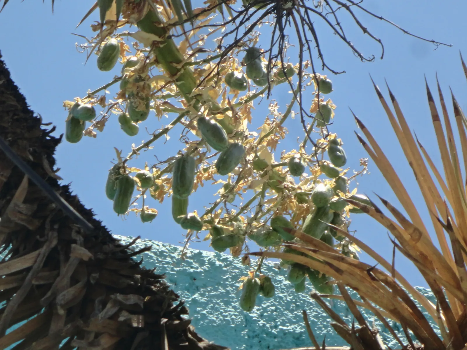 Palma China Yucca (Yucca Decipiens) — This magnificent specimen is renowned for its clean lines and robust nature; yucca decipiens, or Palma China Yucca, is an