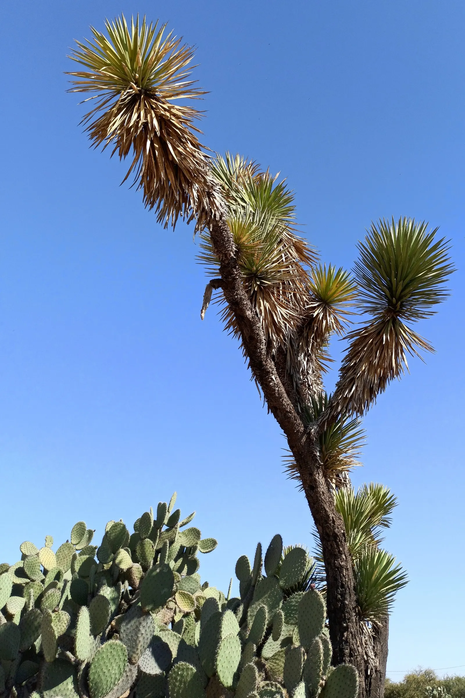 Palma China Yucca (Yucca Decipiens) — When incorporating into a landscape