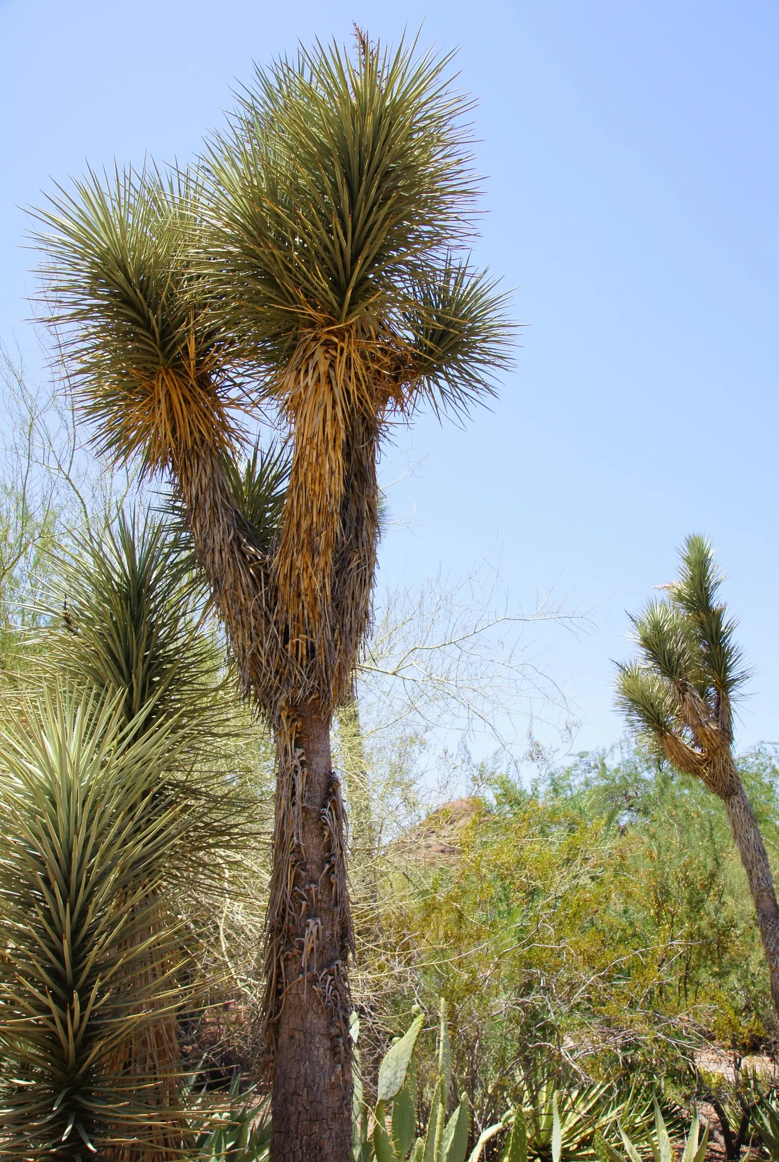 Palma China Yucca (Yucca Decipiens) — The plant's infrequent but dramatic blooming cycle is a notable event.<br><br>For optimal growth; ideal for xeriscapes
