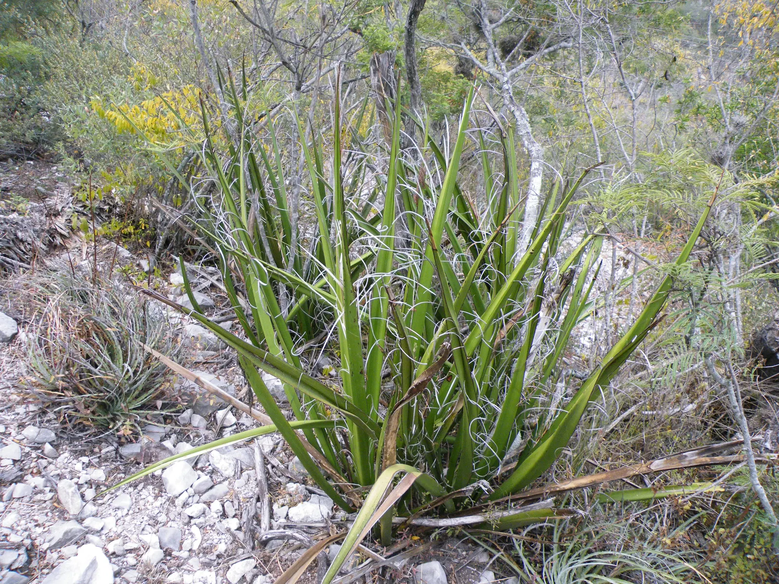 Palma China Yucca (Yucca Decipiens) — Yucca decipiens, or Palma China Yucca, is an evergreen perennial with a striking appearance