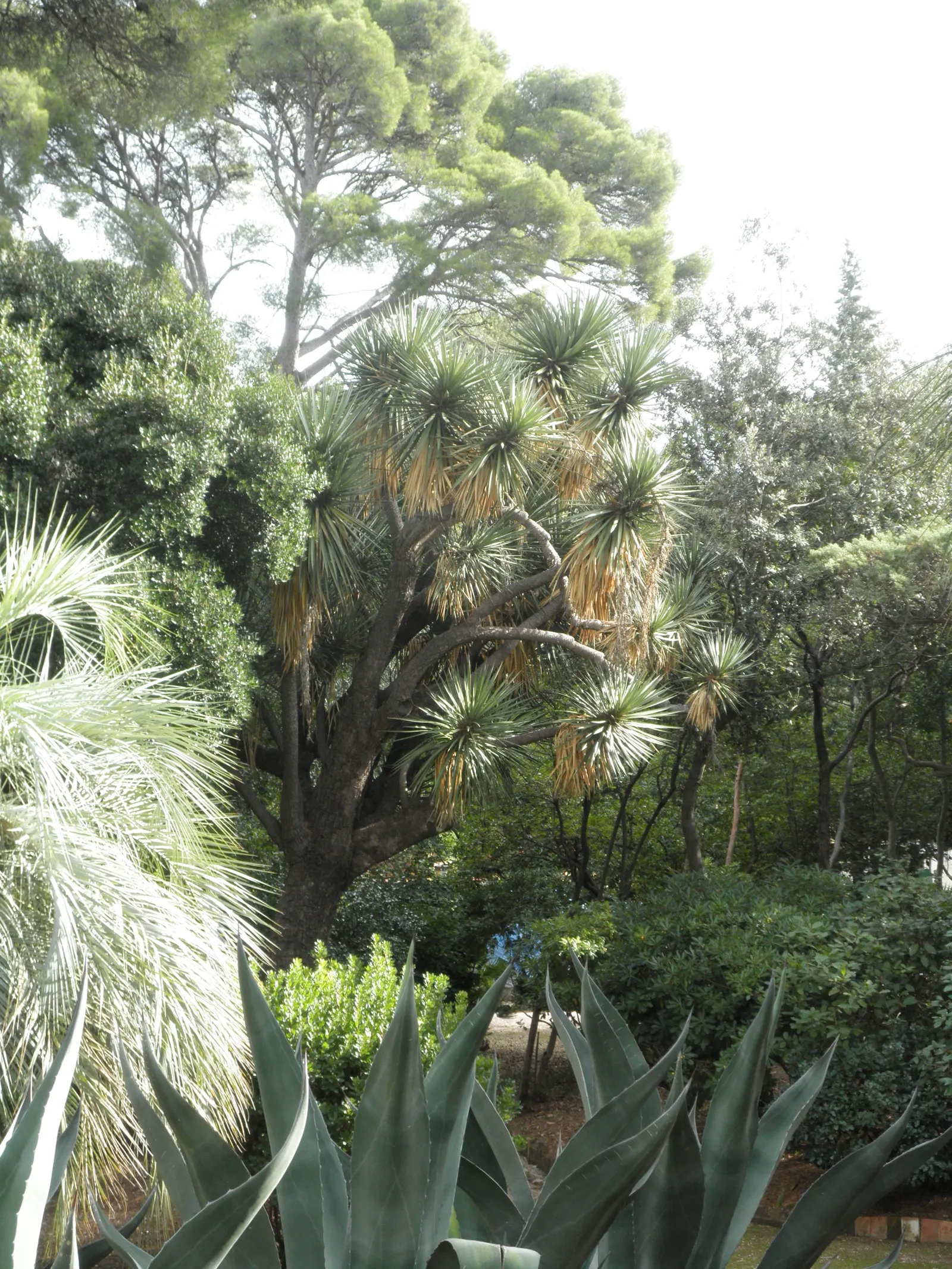 Palma China Yucca (Yucca Decipiens) — This magnificent specimen is renowned for its clean lines and robust nature