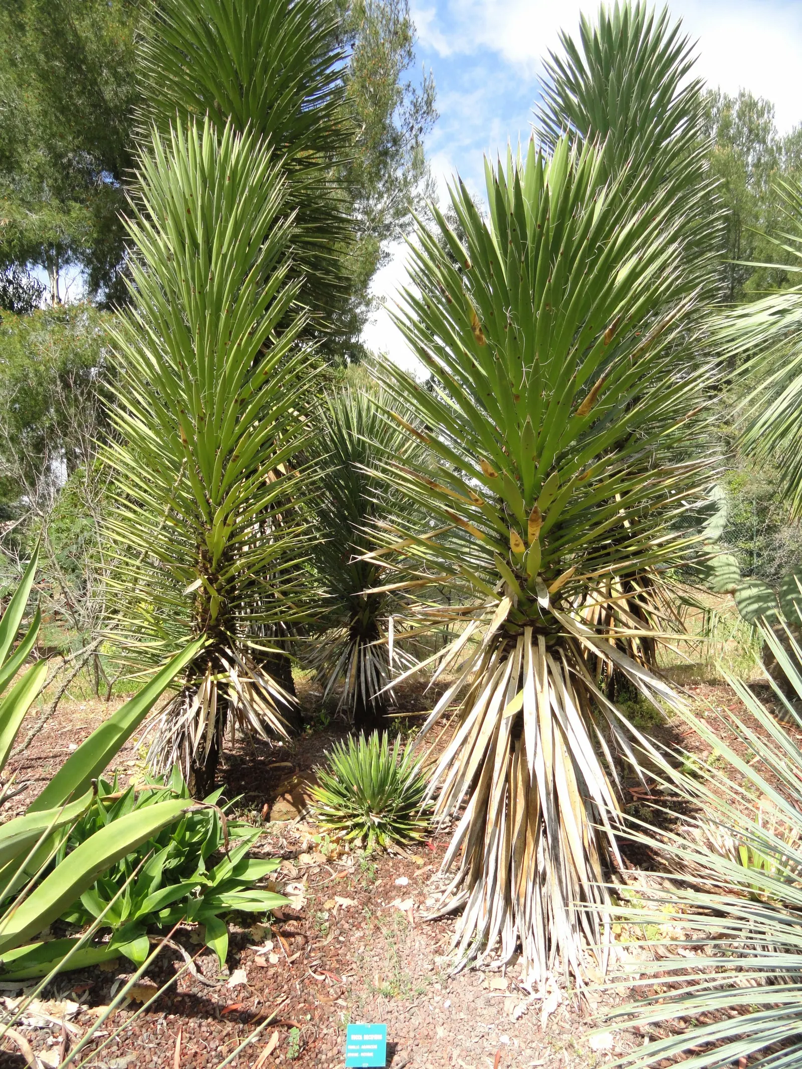 Palma China Yucca (Yucca Decipiens) — It is drought-tolerant once established
