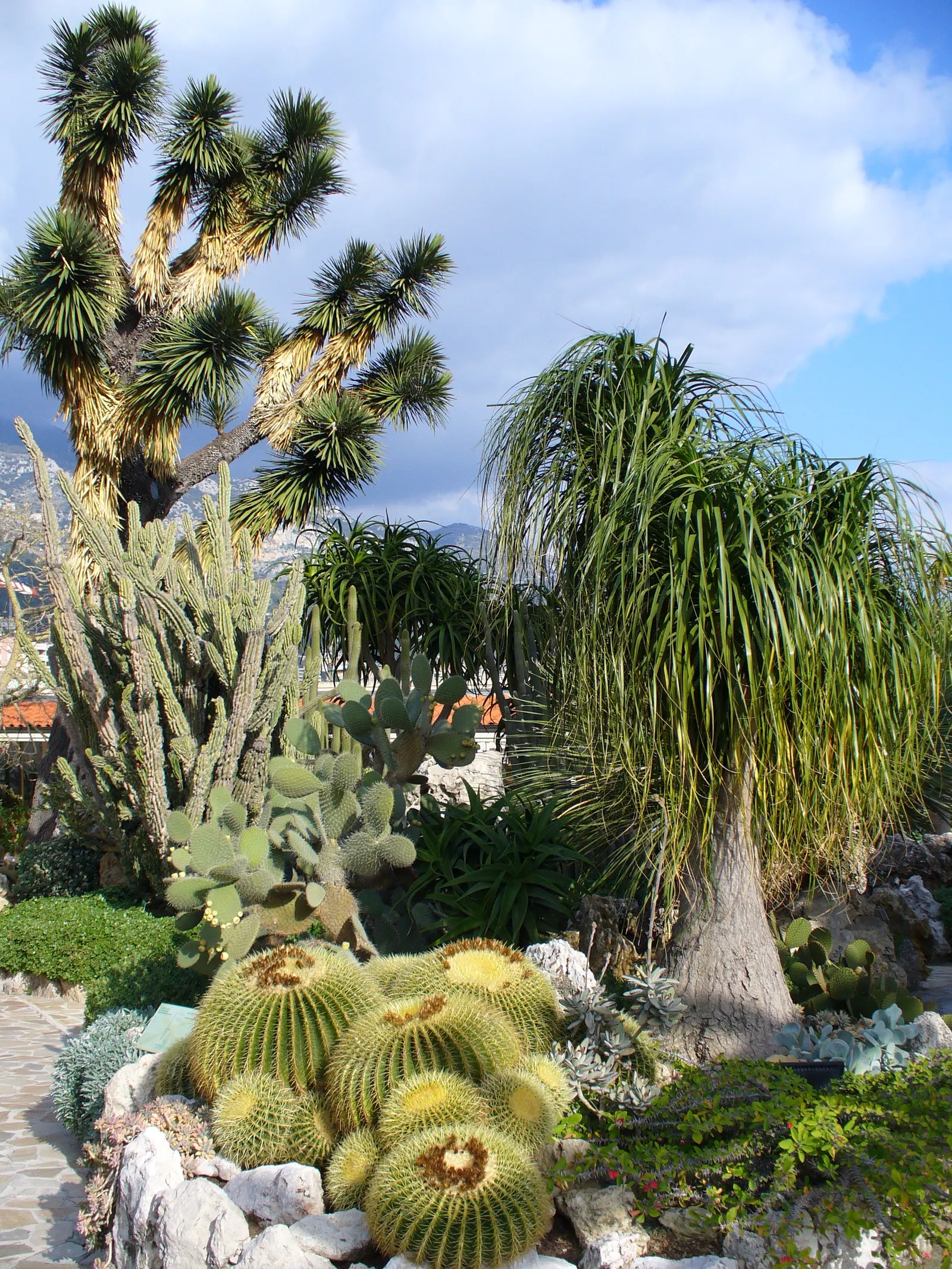 Palma China Yucca (Yucca Decipiens) — it thrives in USDA hardiness zones 9 to 11.<br><br>Exhibiting a bold rosette of sword-shaped leaves; usually after