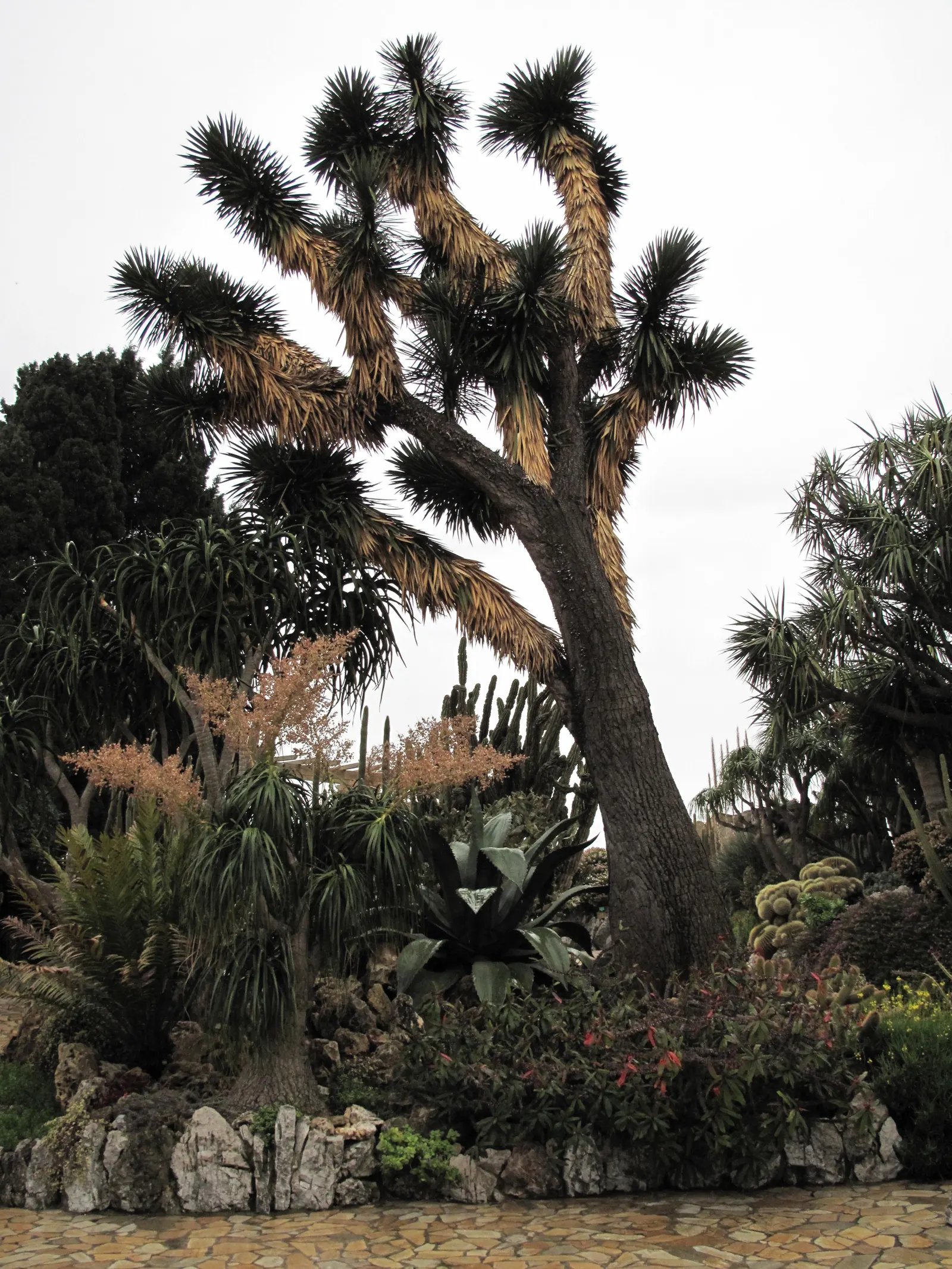 Palma China Yucca (Yucca Decipiens) — The plant's infrequent but dramatic blooming cycle is a notable event.<br><br>For optimal growth