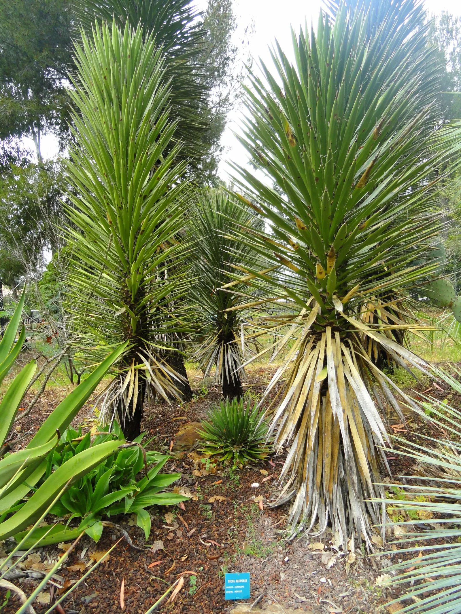 Palma China Yucca (Yucca Decipiens) — adds an exotic touch to the landscape with its sharp