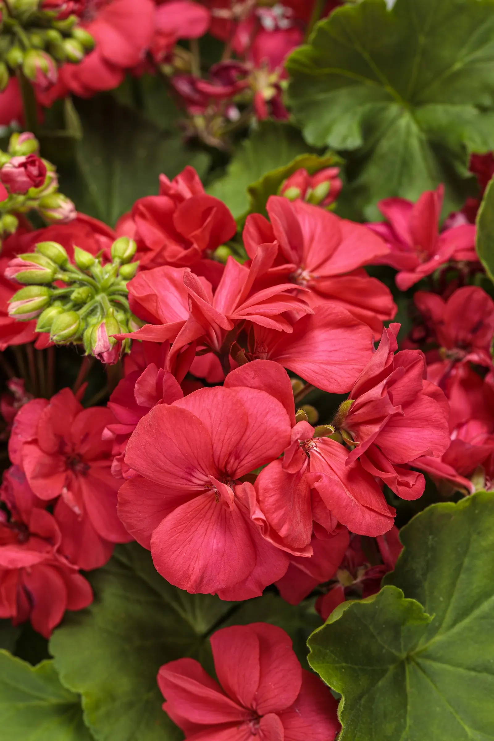 Coral Geranium (Pelargonium interspecific) — is a luminous annual geranium from Proven Winners® that brings a fresh
