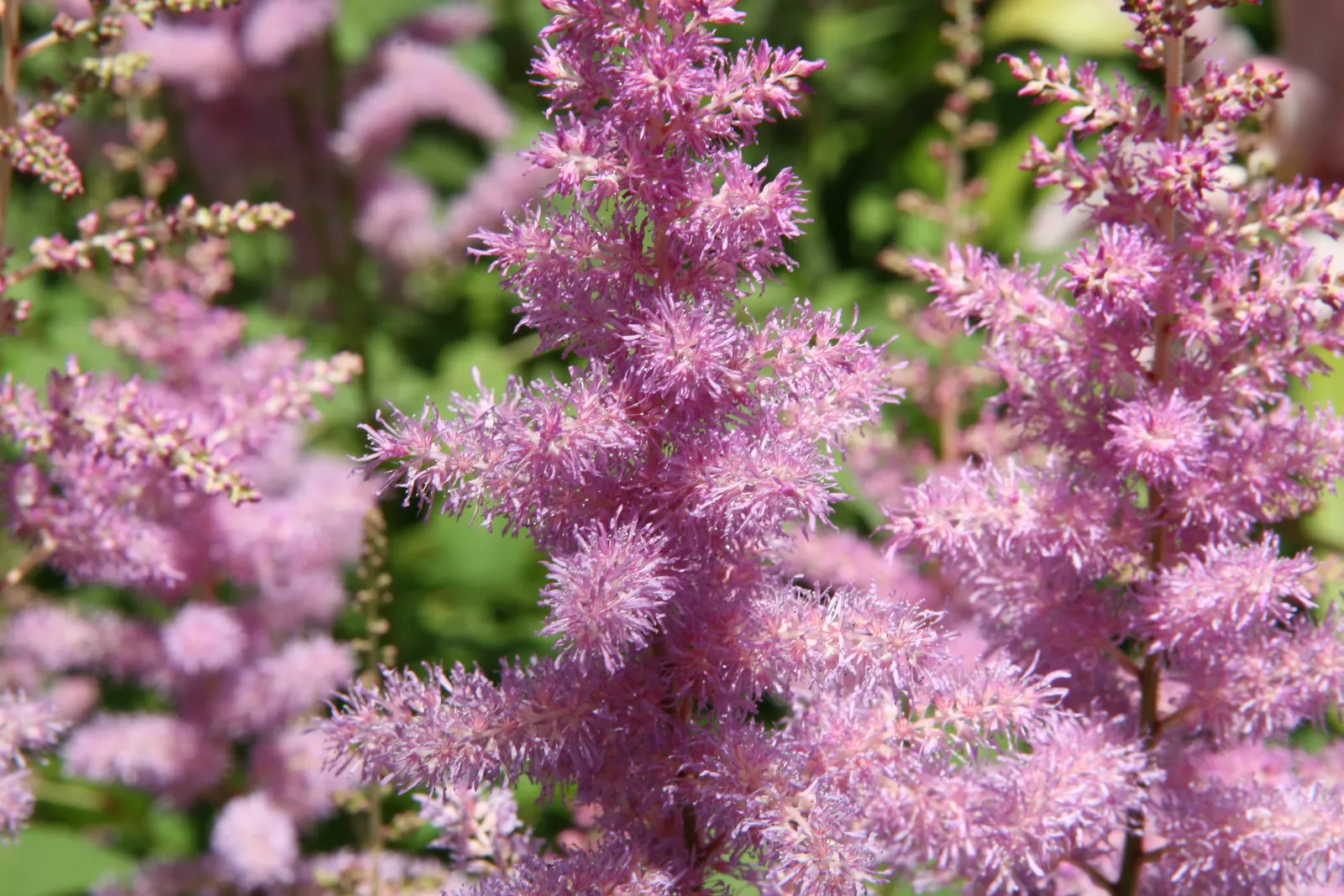Meadow Sweet (Astilbe X Arendsii) — Astilbe x arendsii's attractive foliage persists even after blooms have faded; rich soil with good drainage, image 110