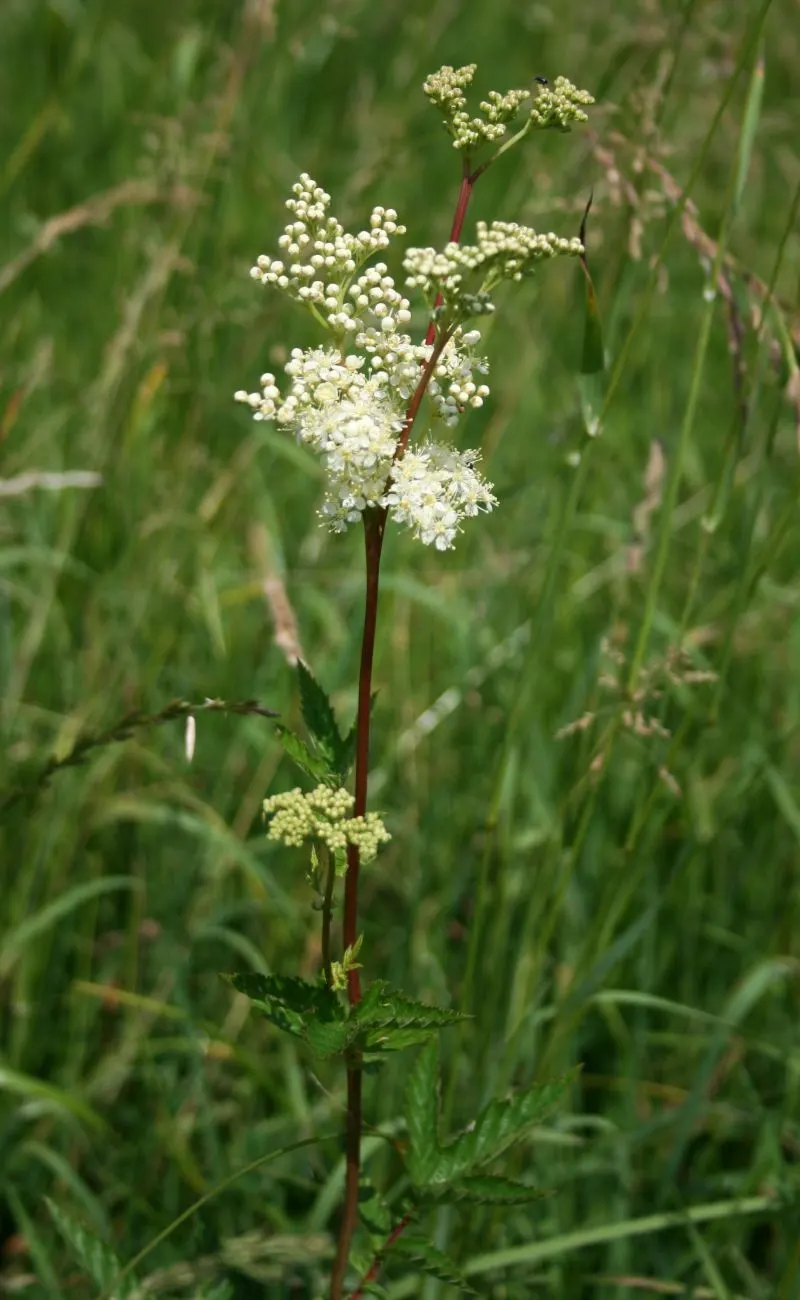 Meadow Sweet (Astilbe X Arendsii) — making it suitable for a variety of climates; this compact size allows it to fit comfortably within both small, image 127