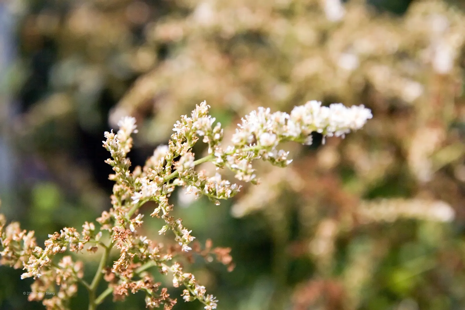 Meadow Sweet (Astilbe X Arendsii) — part of the Saxifragaceae family; is a perennial prized for its feathery plumes of blooms in shades of pink, image 154