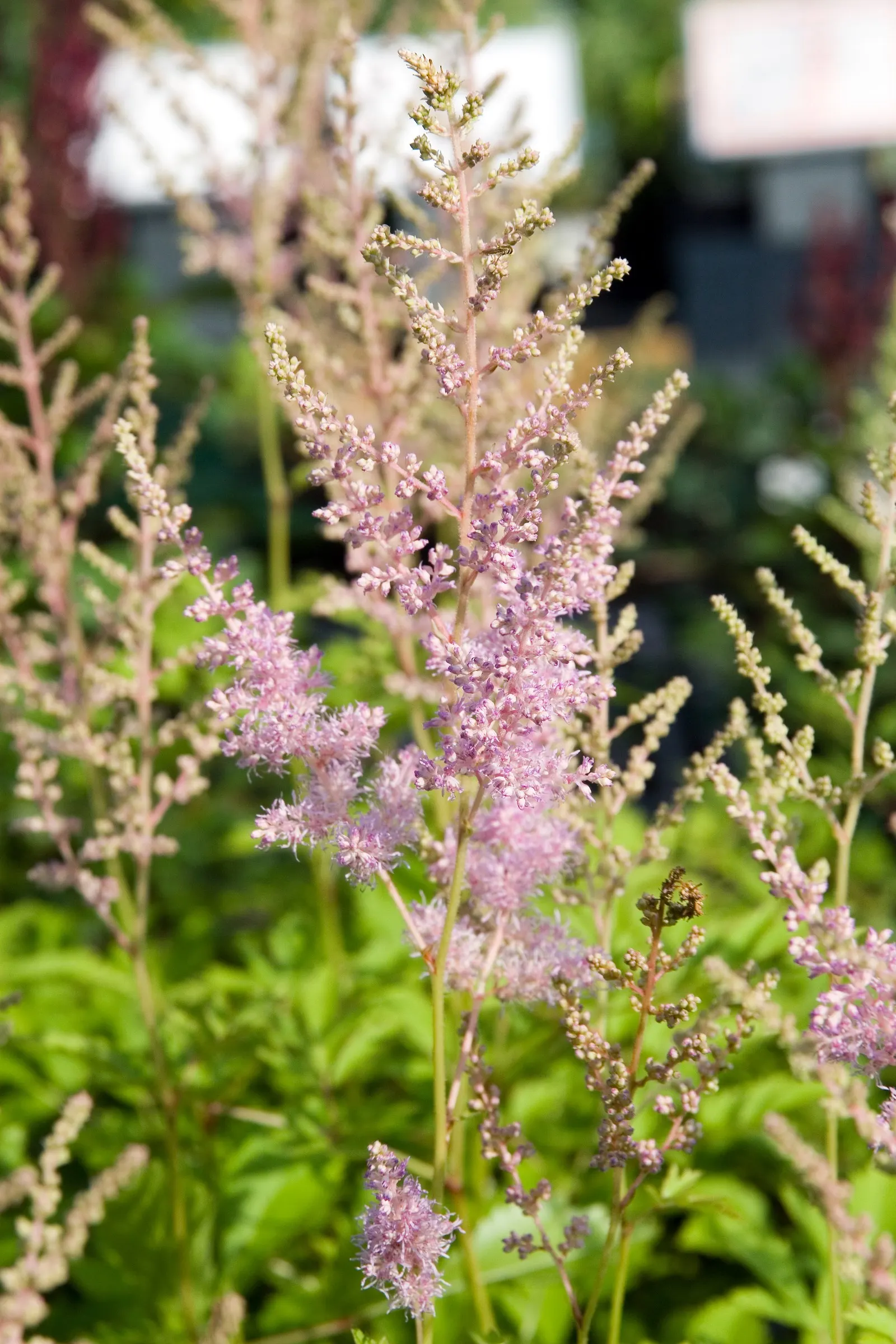 Meadow Sweet (Astilbe X Arendsii) — perennial for shade; consider grouping it in clusters or mass plantings for a visually striking effect, image 116