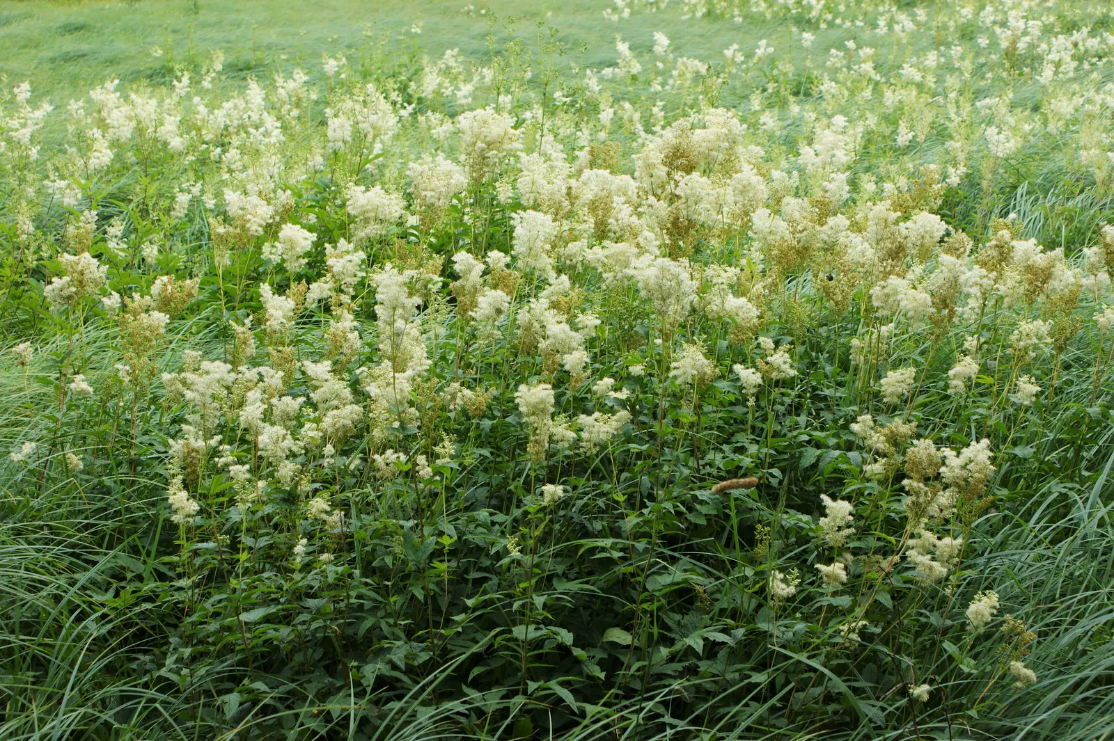 Meadow Sweet (Astilbe X Arendsii) — offering a visual feast ranging from whites and pinks to deep reds and purples; commonly known as Meadow Sweet, image 76