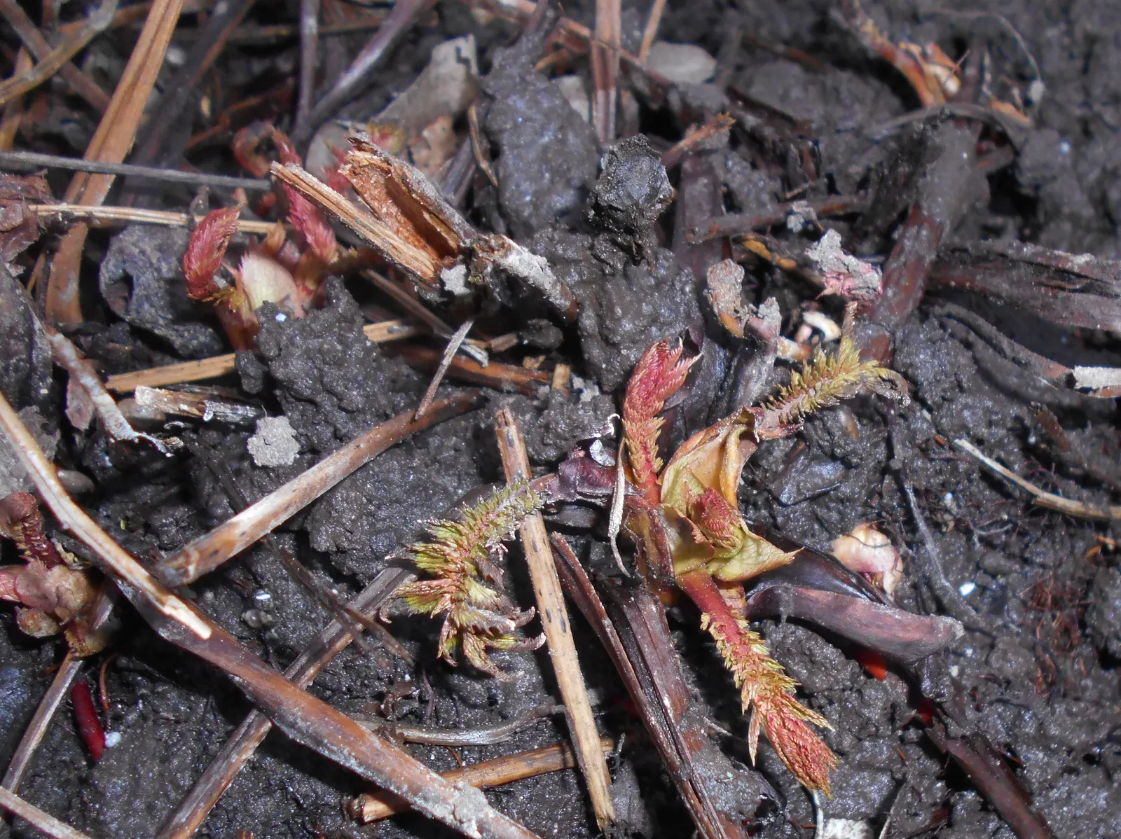 Meadow Sweet (Astilbe X Arendsii) — rich soil with good drainage; commonly called Meadow Sweet, image 129