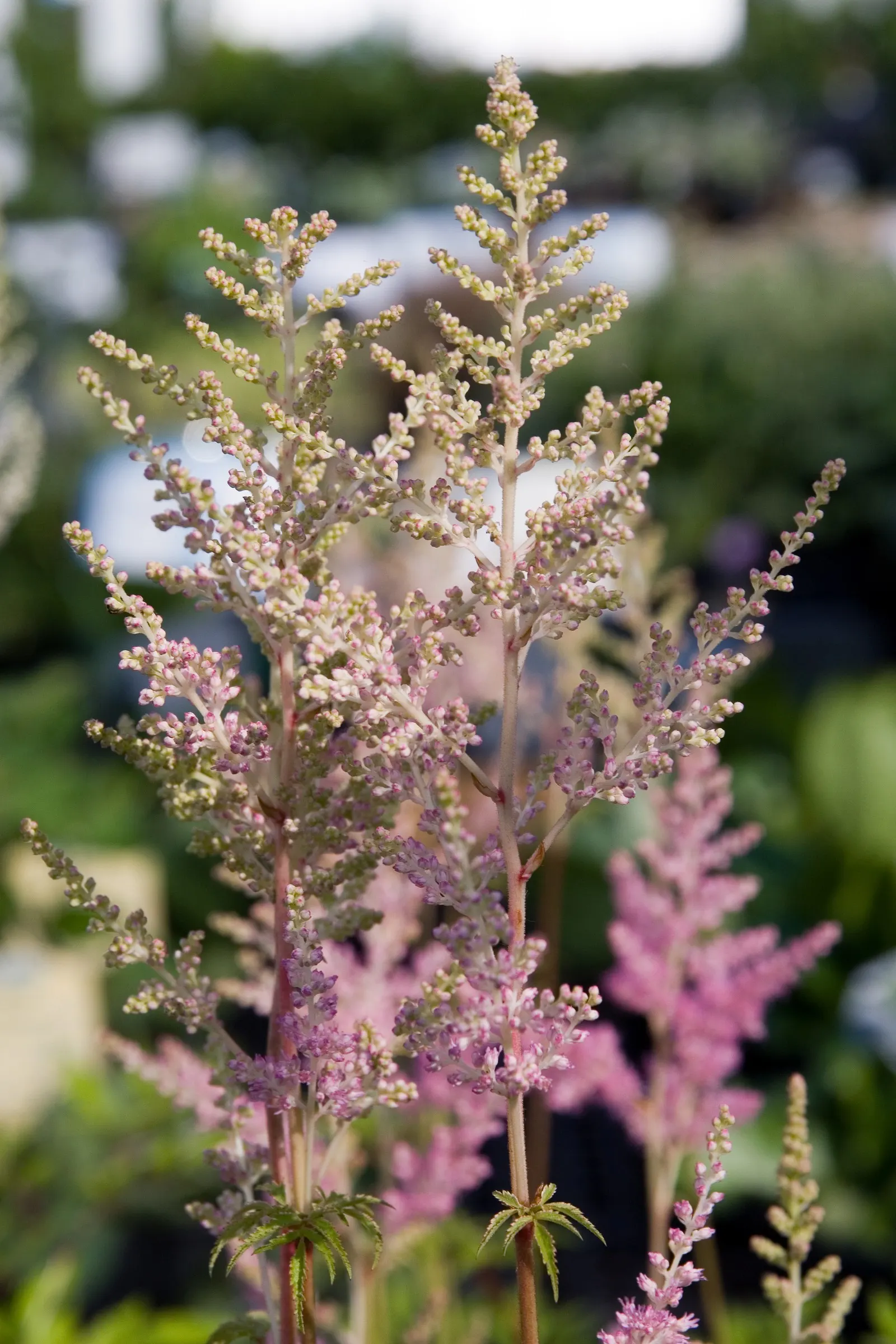 Meadow Sweet (Astilbe X Arendsii) — The plant's bloom time extends over several weeks; thus it's often an excellent choice for areas near water, image 106