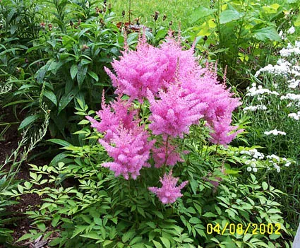 Meadow Sweet (Astilbe X Arendsii) — commonly called Meadow Sweet; this plant flourishes in USDA zones 4 to 9, image 146