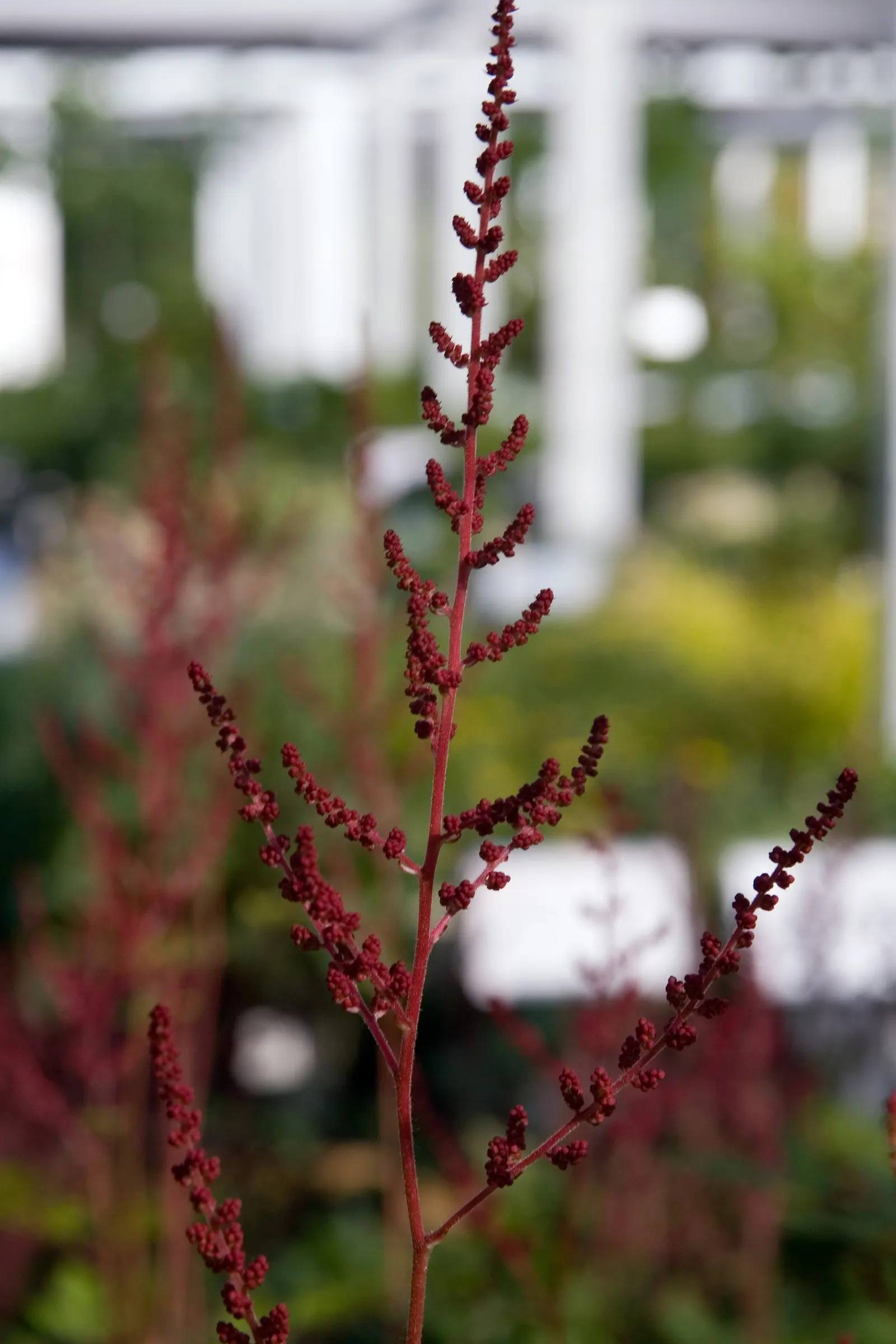 Meadow Sweet (Astilbe X Arendsii) — This compact size allows it to fit comfortably within both small and large landscape designs; and benefit from, image 132