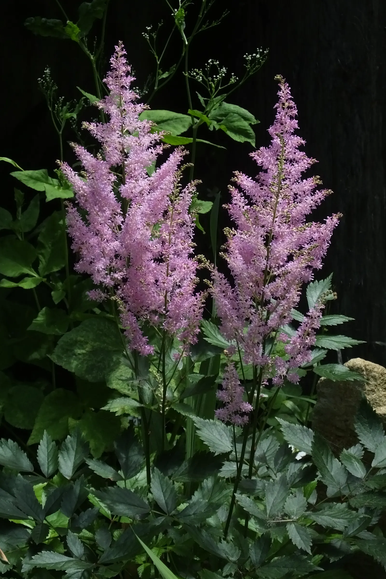 Meadow Sweet (Astilbe X Arendsii) — It prefers part shade to full shade; astilbe x arendsii's attractive foliage persists even after blooms have, image 99