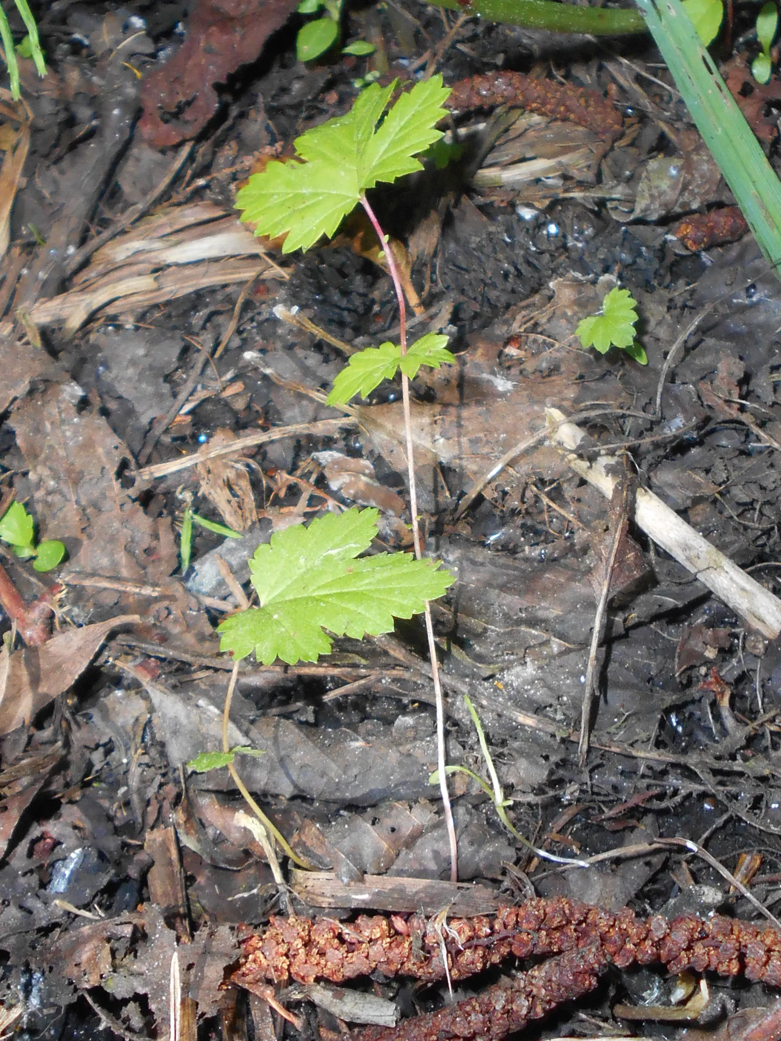 Meadow Sweet (Astilbe X Arendsii) — consider grouping it in clusters or mass plantings for a visually striking effect; providing midsummer color, image 84