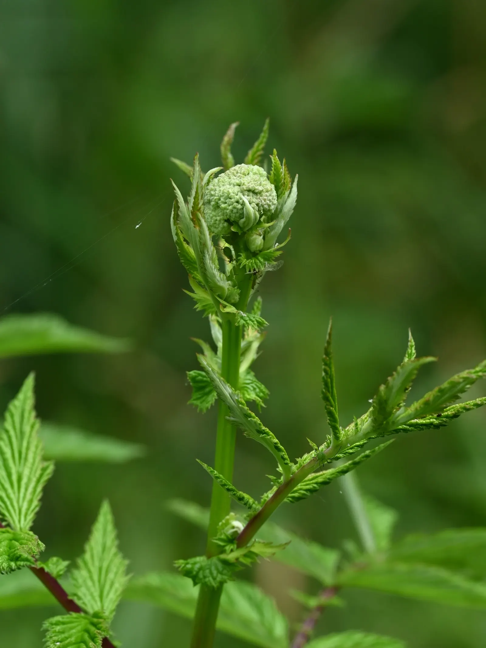 Meadow Sweet (Astilbe X Arendsii) — thrives in USDA hardiness zones 4 through 9; part of the Saxifragaceae family, image 68