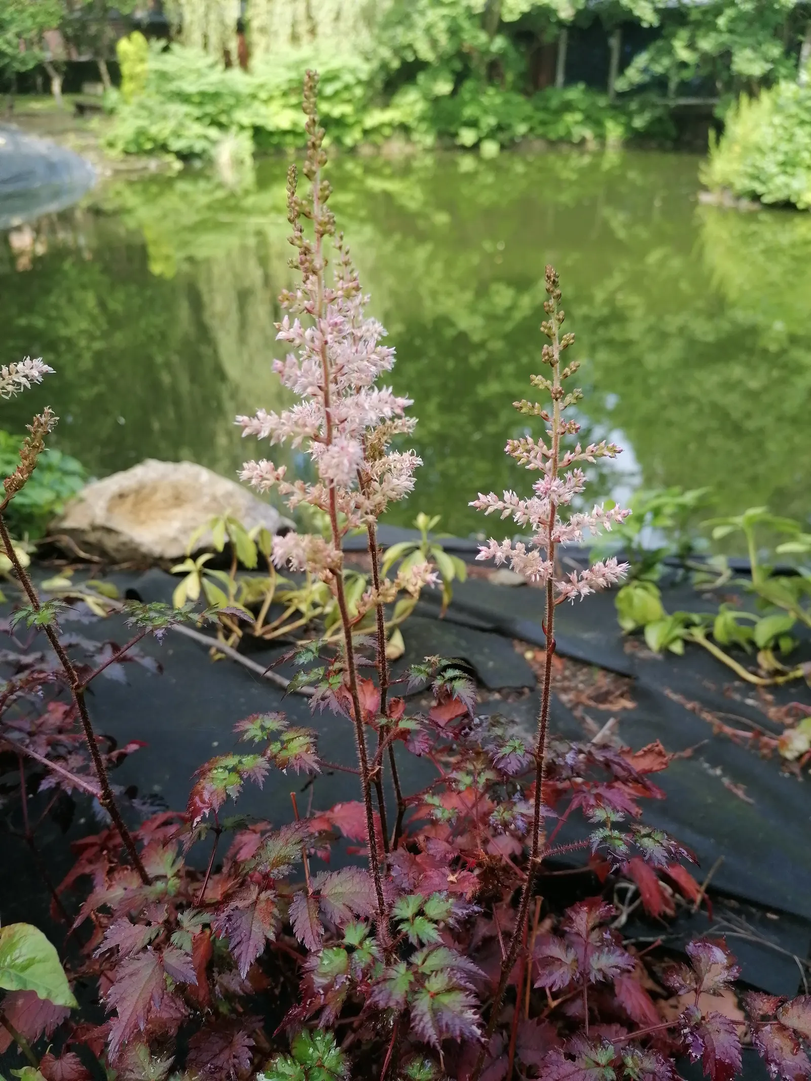 Meadow Sweet (Astilbe X Arendsii) — rich soil with good drainage; commonly called Meadow Sweet, image 100