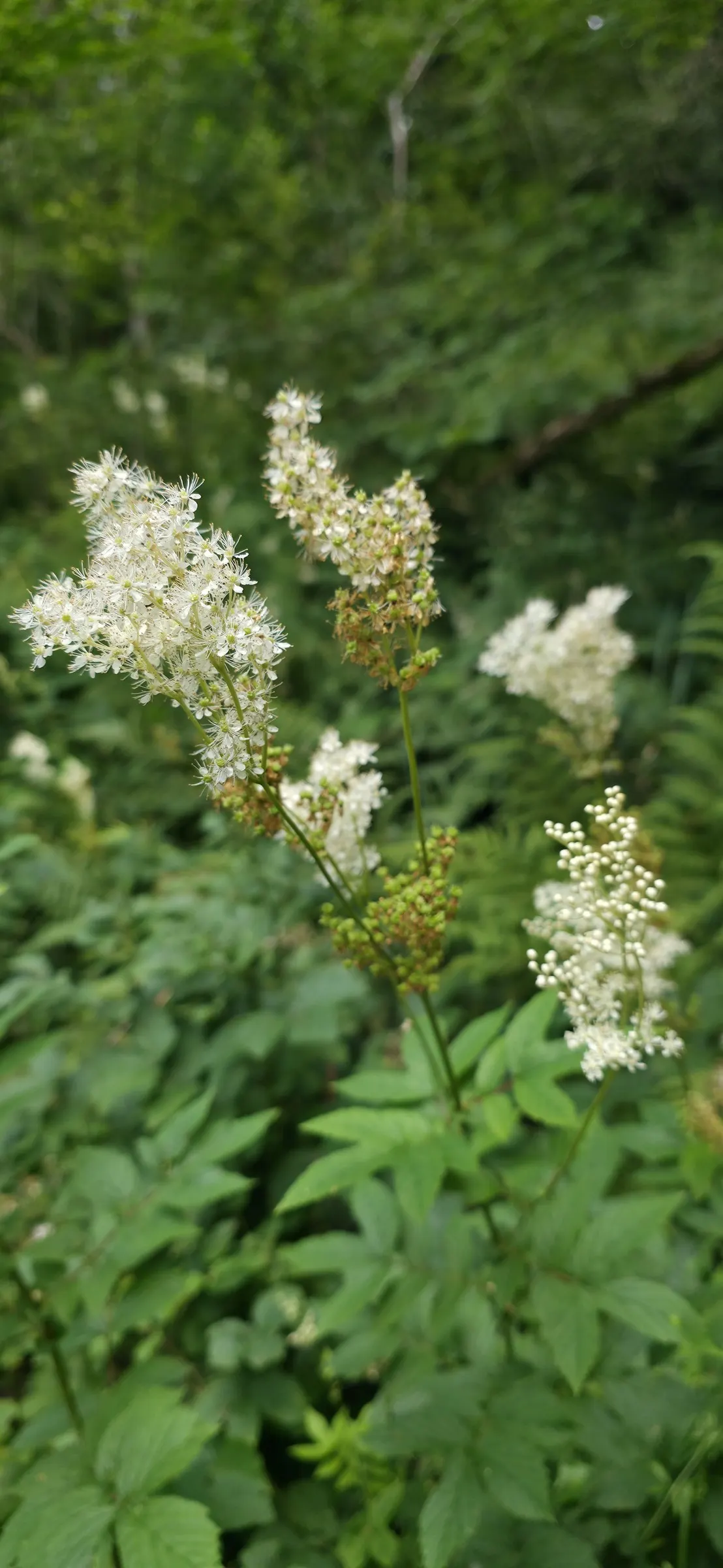 Meadow Sweet (Astilbe X Arendsii) — making it an excellent choice for woodland gardens or shaded borders; thrives in USDA hardiness zones 4 through, image 93