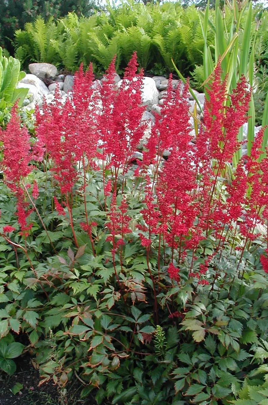 Meadow Sweet (Astilbe X Arendsii) — They should be watered regularly to keep the soil from drying out; perennial with pink and purple and red and, image 137