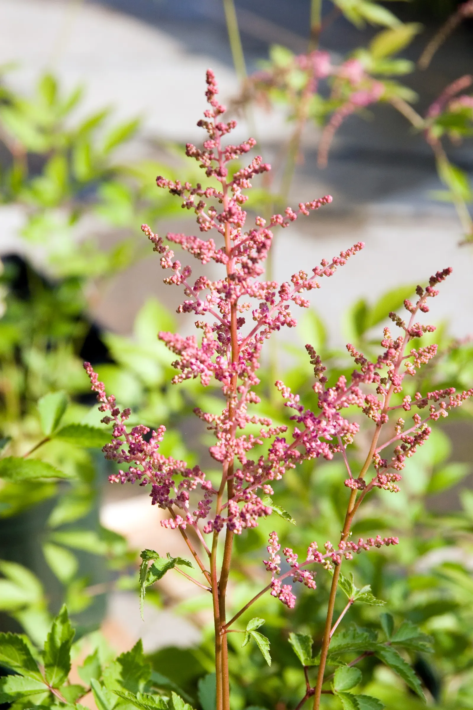 Meadow Sweet (Astilbe X Arendsii) — part of the Saxifragaceae family; is a perennial prized for its feathery plumes of blooms in shades of pink, image 96