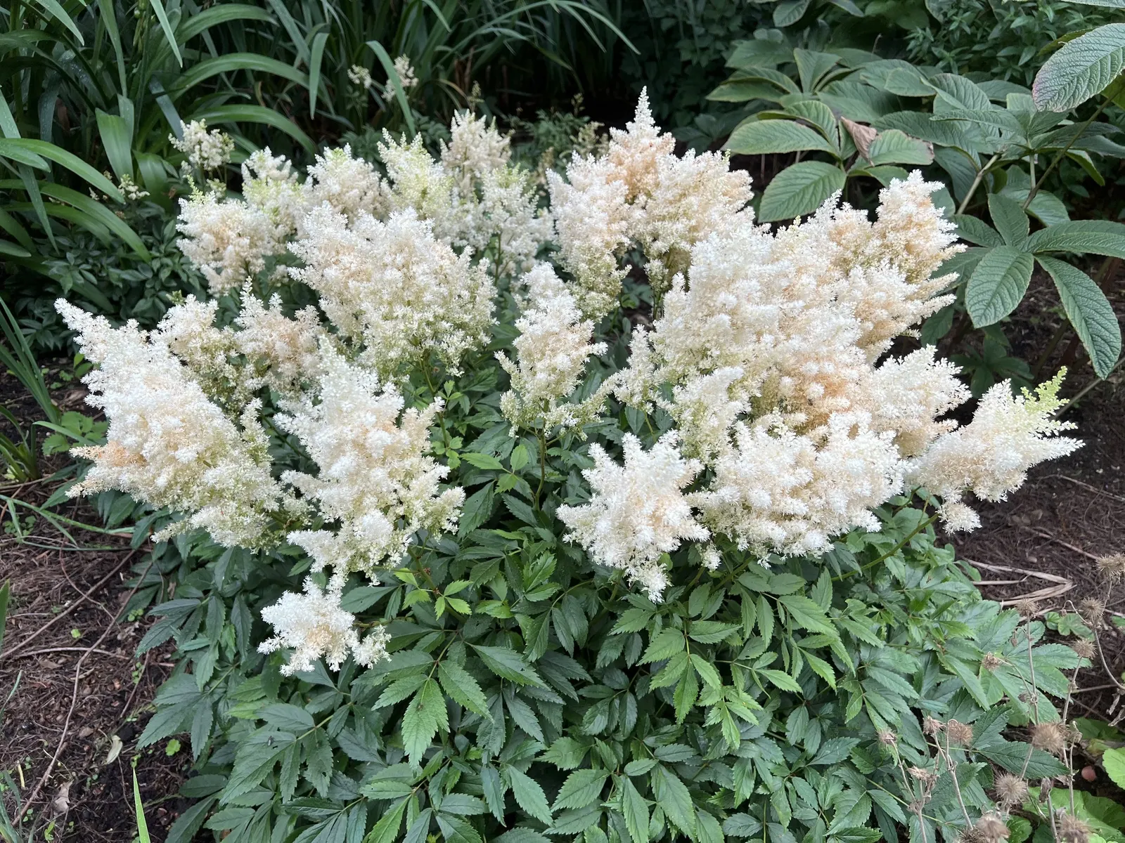 Meadow Sweet (Astilbe X Arendsii) — The plant's bloom time extends over several weeks; thus it's often an excellent choice for areas near water, image 135